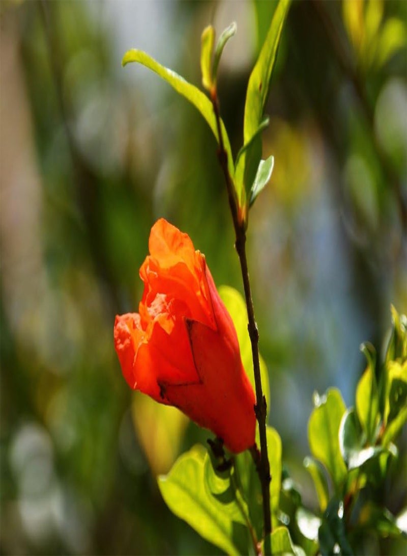 GGOOT Dwarf Pomegranate - 50 Seeds - with Soil - Punica granatum Nana - Image 4