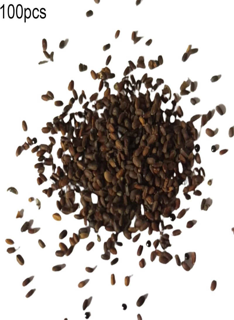 GGOOT 100Pcs/Bag Bougainvillea Seeds Neutral Climbing Medium Sun Georgia Seeds for Gardens Orange - Image 4