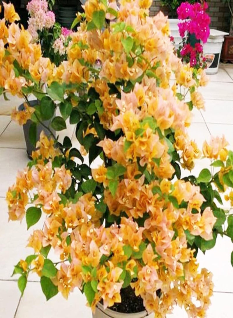 GGOOT 100Pcs/Bag Bougainvillea Seeds Neutral Climbing Medium Sun Georgia Seeds for Gardens Orange - Image 1