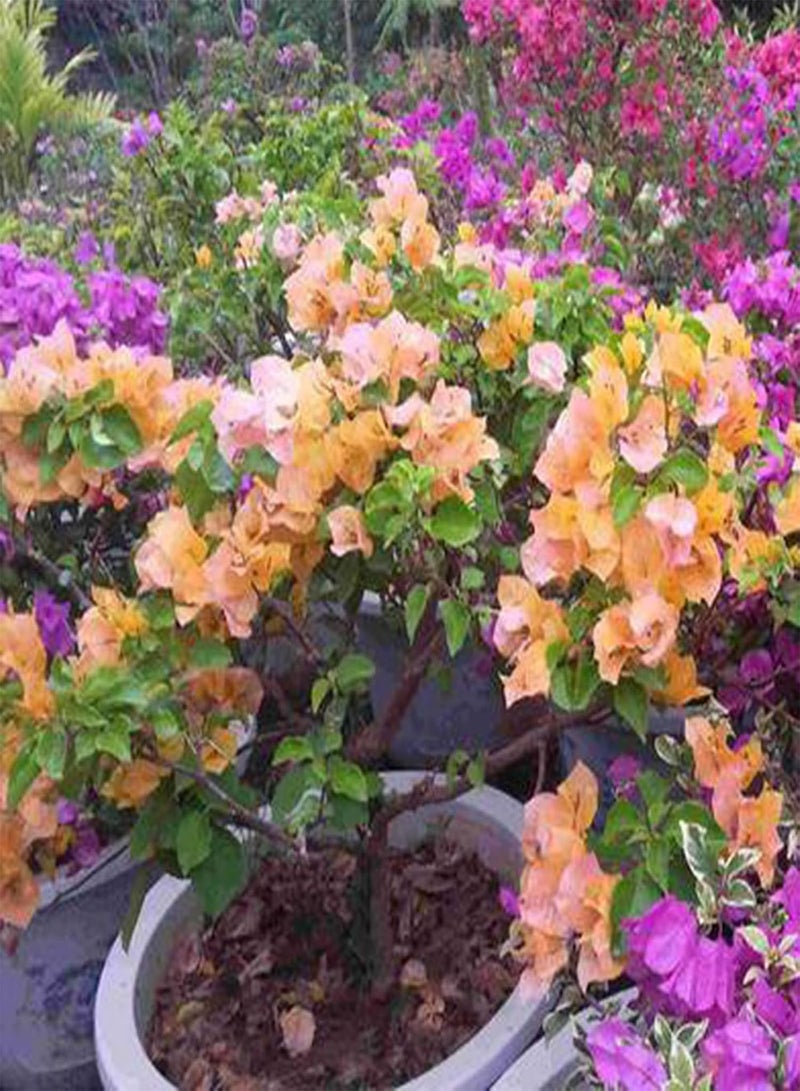 GGOOT 100Pcs/Bag Bougainvillea Seeds Neutral Climbing Medium Sun Georgia Seeds for Gardens Orange - Image 2