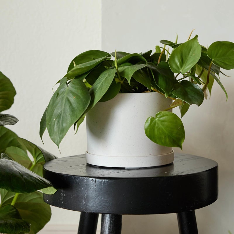 Bloem Mathers 8" Vanilla Bean Round Modern Resin Garden Planter Pot with Drainage Holes and Removable Saucer Tray Included - Image 2