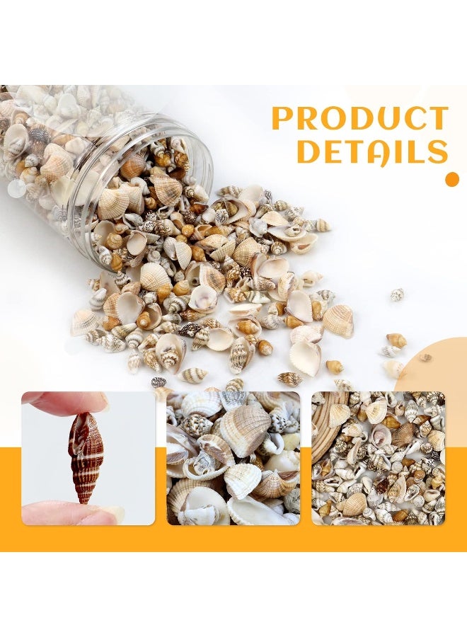 Weoxpr 1500 Pcs Small Shells For Crafts,Small Sea Shells For Crafting,Mini Seashells Bulk for Decorating,Assorted Tiny Seashells For Resin,Home Decorations, Beach Theme Party, Candle Making, Wedding Decor - Image 3