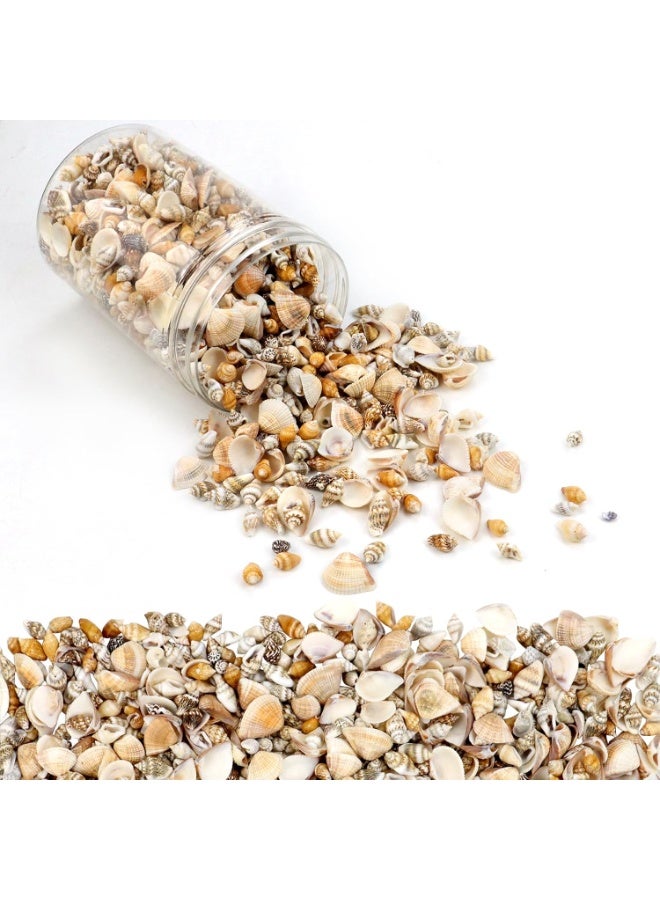 Weoxpr 1500 Pcs Small Shells For Crafts,Small Sea Shells For Crafting,Mini Seashells Bulk for Decorating,Assorted Tiny Seashells For Resin,Home Decorations, Beach Theme Party, Candle Making, Wedding Decor - Image 1
