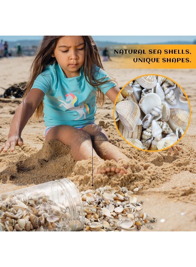 Weoxpr 1500 Pcs Small Shells For Crafts,Small Sea Shells For Crafting,Mini Seashells Bulk for Decorating,Assorted Tiny Seashells For Resin,Home Decorations, Beach Theme Party, Candle Making, Wedding Decor - Image 2