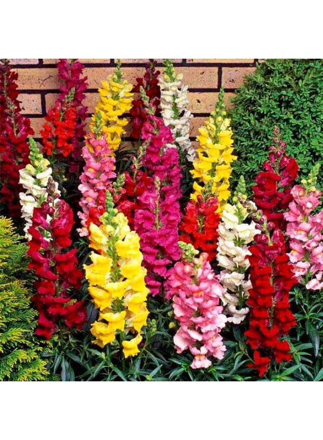 Antirrhinum Dwarf Mixed Color Flower Seeds