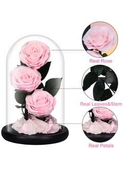 Vitacelli Luxury Preserved Pink Roses in Glass Dome – Real Eternal Flowers with Gift Box for Valentine’s Day, Birthday & Special Occasions  - Image 2