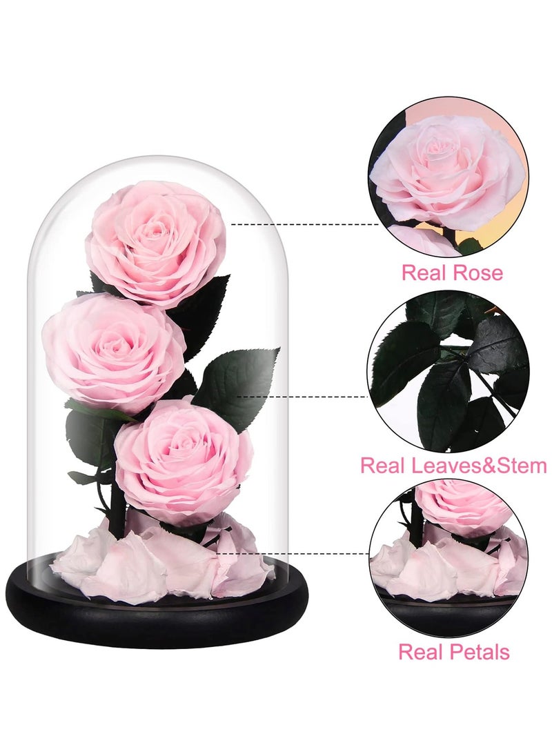 Vitacelli Luxury Preserved Pink Roses in Glass Dome – Real Eternal Flowers with Gift Box for Valentine’s Day, Birthday & Special Occasions  - Image 2