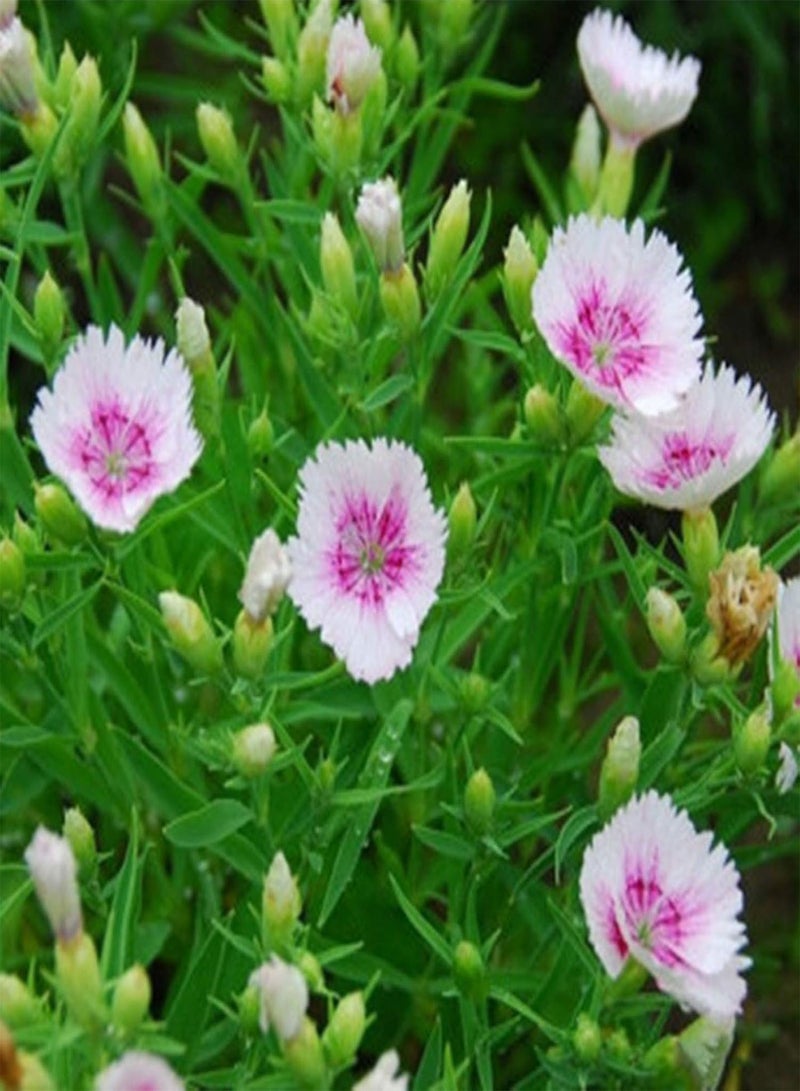GGOOT 50Pcs Mixed Color Dianthus Chinensis Seeds Easy Grow Wildflower Plant Seeds Oranamental Garden Plant Seeds for Planting Garden Balcony Outdoor Planting Seed - Image 3