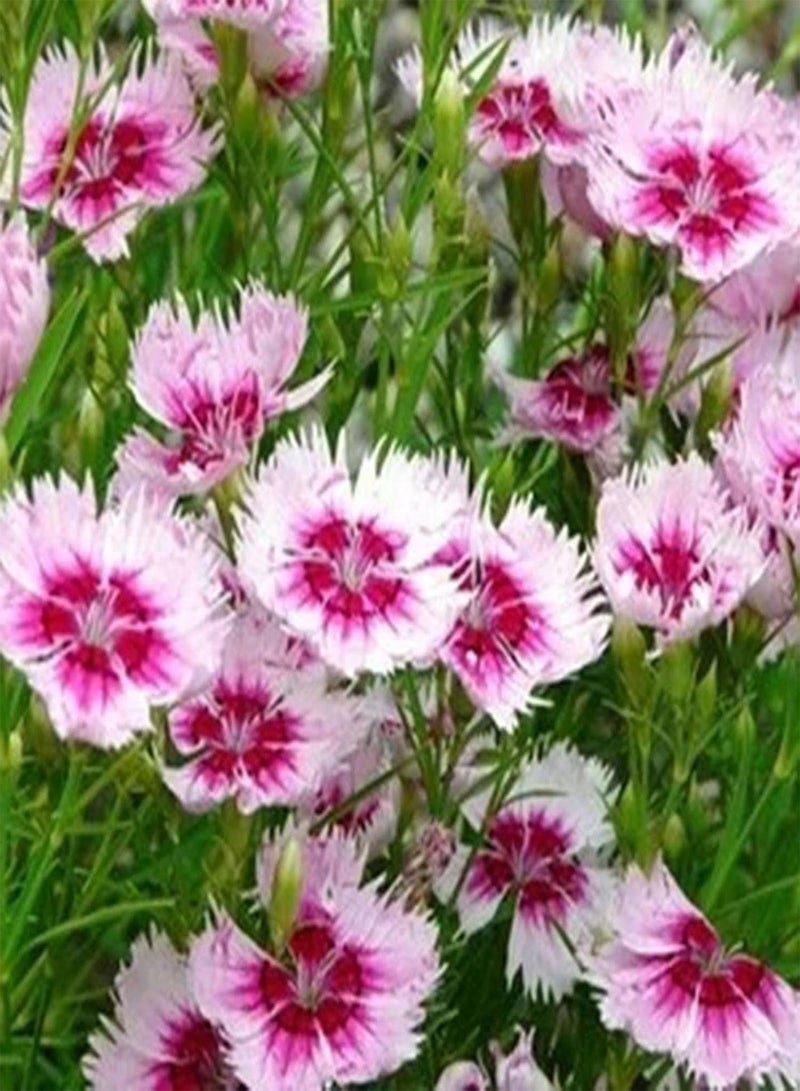 GGOOT 50Pcs Mixed Color Dianthus Chinensis Seeds Easy Grow Wildflower Plant Seeds Oranamental Garden Plant Seeds for Planting Garden Balcony Outdoor Planting Seed - Image 1