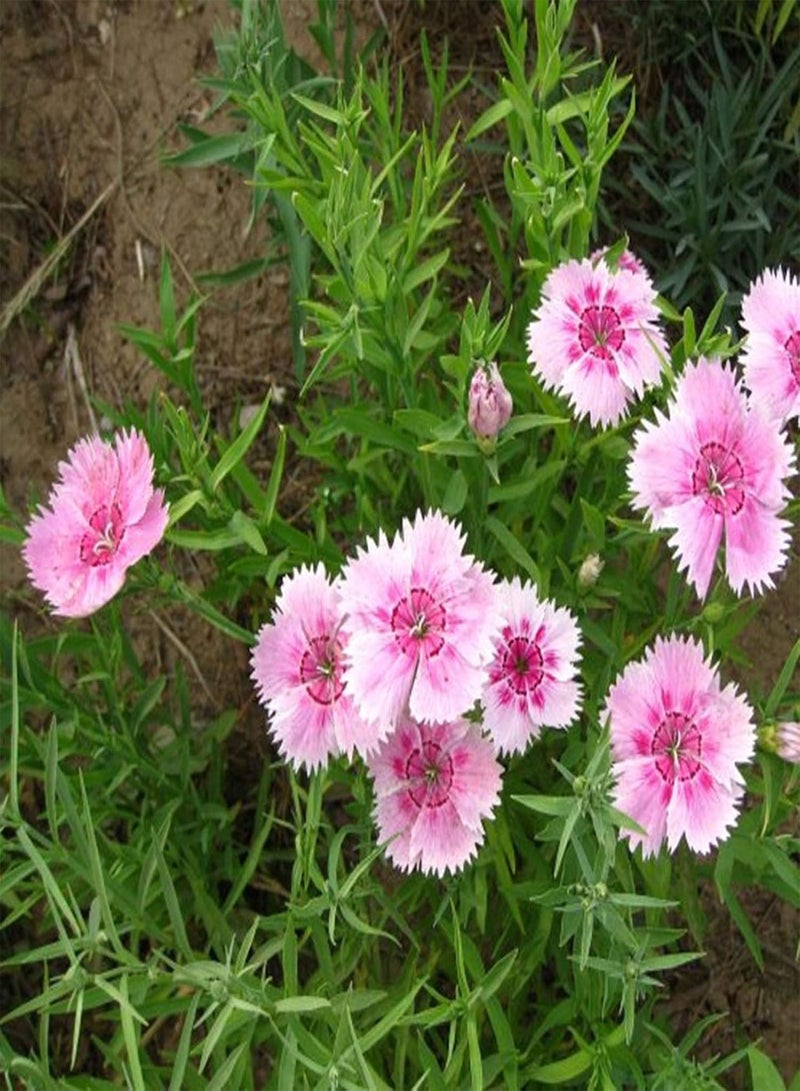 GGOOT 50Pcs Mixed Color Dianthus Chinensis Seeds Easy Grow Wildflower Plant Seeds Oranamental Garden Plant Seeds for Planting Garden Balcony Outdoor Planting Seed - Image 2