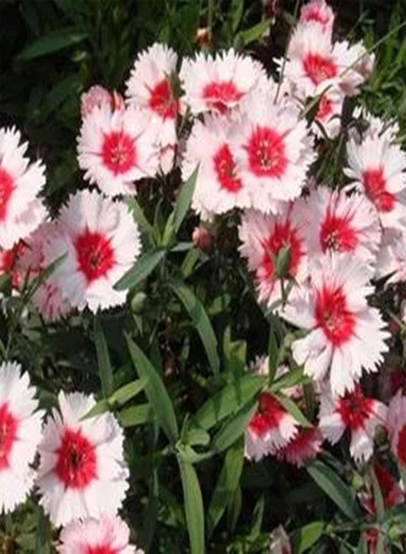 GGOOT 50Pcs Mixed Color Dianthus Chinensis Seeds Easy Grow Wildflower Plant Seeds Oranamental Garden Plant Seeds for Planting Garden Balcony Outdoor Planting Seed - Image 4
