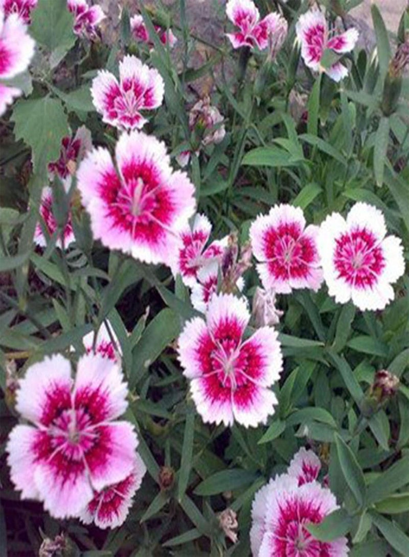 GGOOT 50Pcs Mixed Color Dianthus Chinensis Seeds Easy Grow Wildflower Plant Seeds Oranamental Garden Plant Seeds for Planting Garden Balcony Outdoor Planting Seed - Image 5