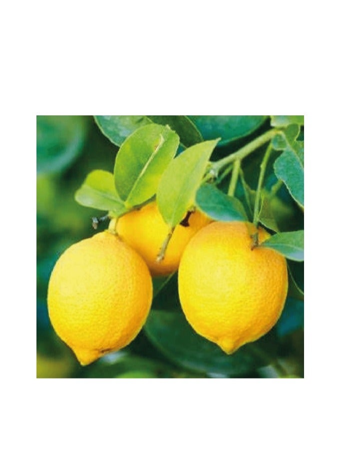 Lemon Trees - Image 2