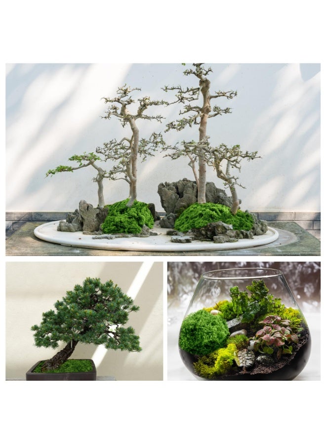 حياة كومفورت 50g طحلب مزيف، طحلب محفوظ،  طحلب اخضر مزيف للنباتات المحفوظة في اصيص، طحلب صناعي،  طحلب صناعي للديكور والحرف اليدوية، قطع مركزية للطاولة وديكور الحديقة الجنية والزهور وحفلات الزفاف - Image 5