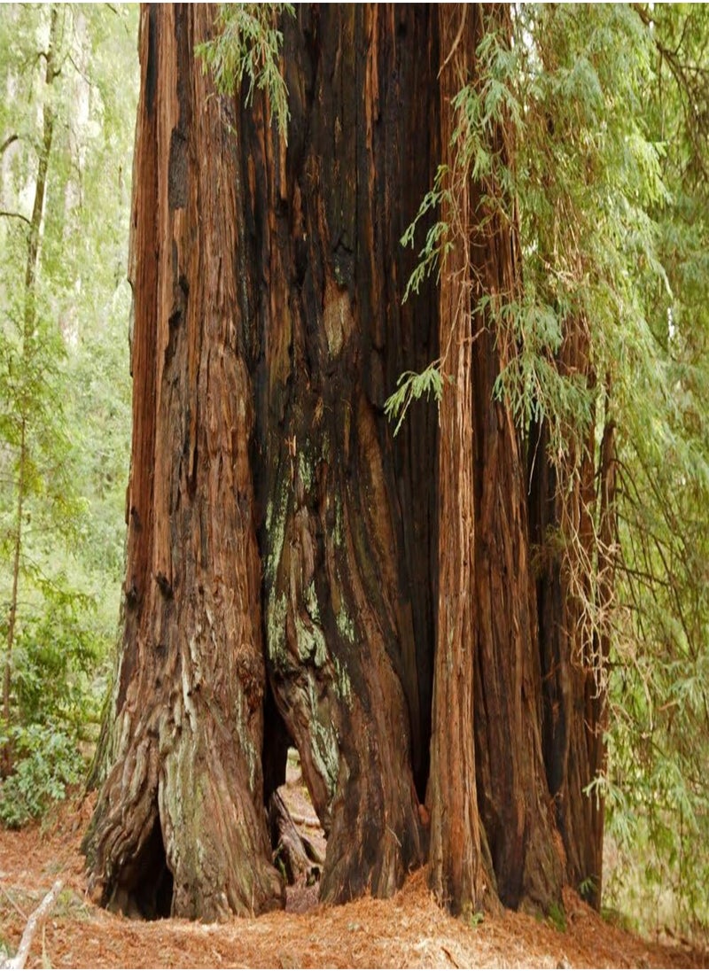 GGOOT - Gift Set - Coastal Redwood - 50 Seeds - Sequoia sempervirens - Image 1