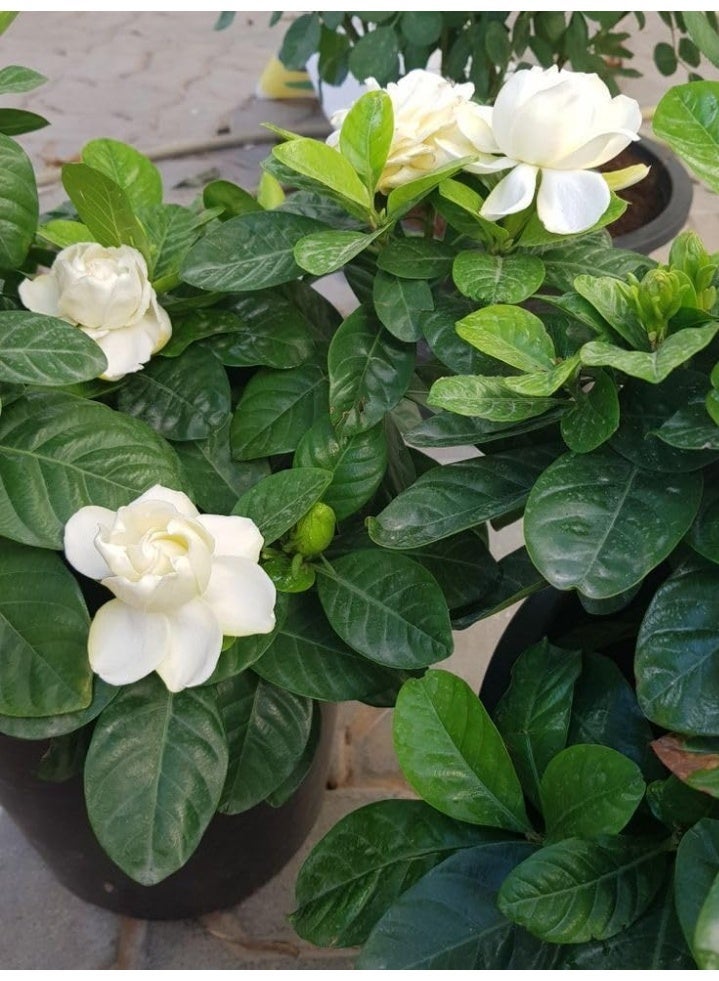 نبات الجاردينيا المزهر، نبتة داخلية مع أزهار بيضاء، في وعاء أسود، ٣٠ سم - Image 4