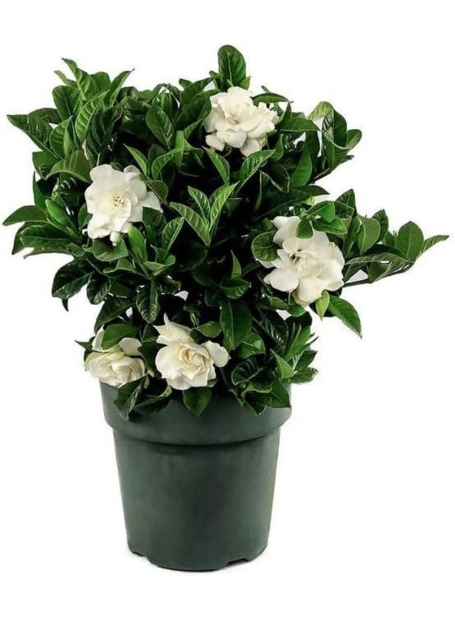 نبات الجاردينيا المزهر، نبتة داخلية مع أزهار بيضاء، في وعاء أسود، ٣٠ سم - Image 3