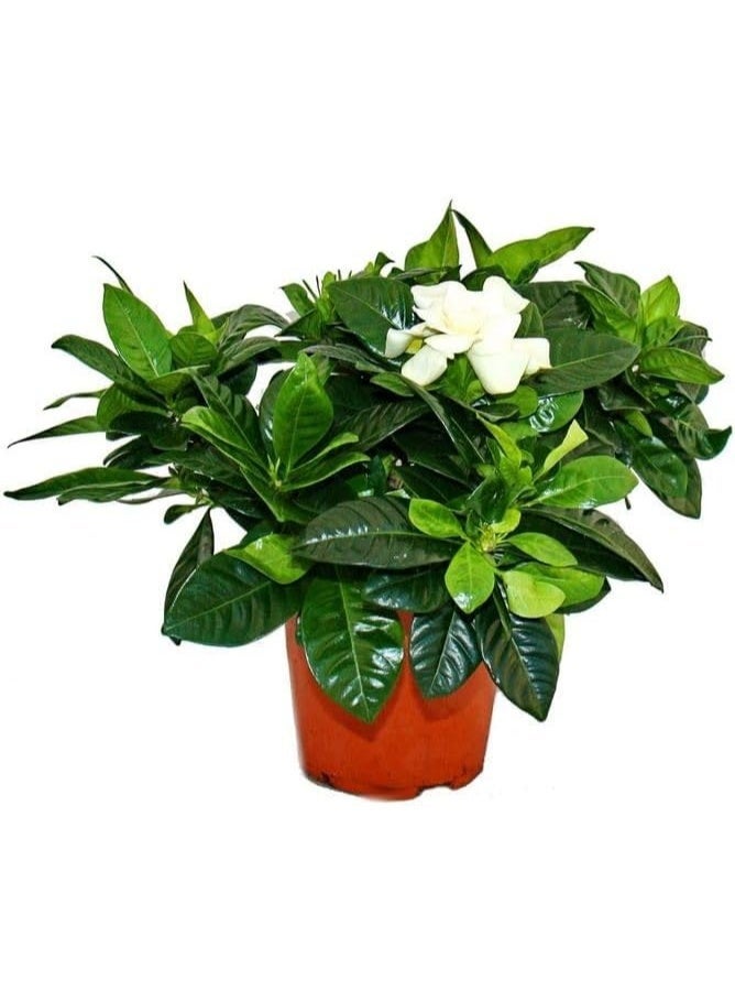 نبات الجاردينيا المزهر، نبتة داخلية مع أزهار بيضاء، في وعاء أسود، ٣٠ سم - Image 2