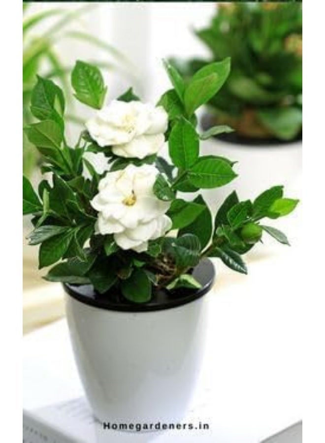 نبات الجاردينيا المزهر، نبتة داخلية مع أزهار بيضاء، في وعاء أسود، ٣٠ سم - Image 1