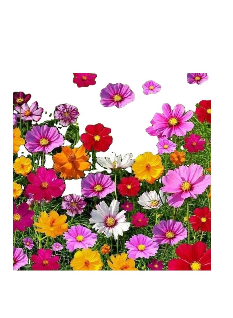 Generic 4g Mix Wild Flower Seeds for Planting Flower Seeds for Planting - Premium Seeds for Begineer Best Seeds for Planting in Garden, Lawn Indoor Outdoor  - Image 3