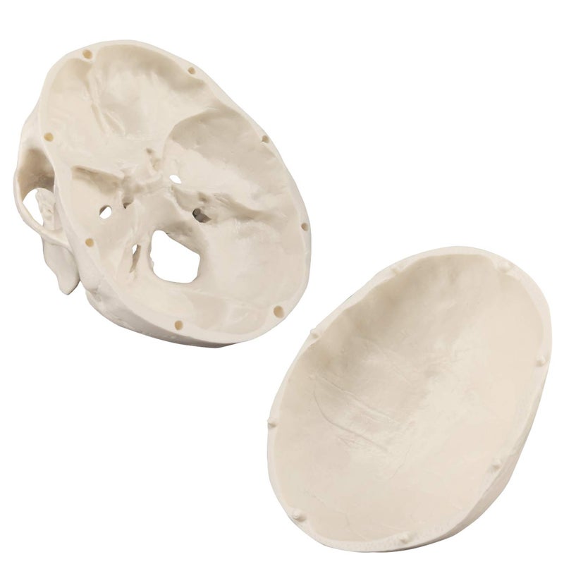 Medarchitect Mini Skull Model Small Size Human Anatomy Skull Model with Moving Jaw and Articulated Mandible for Drawing Cranium Medical Education, Decoration, Art Student Sketching - Image 3