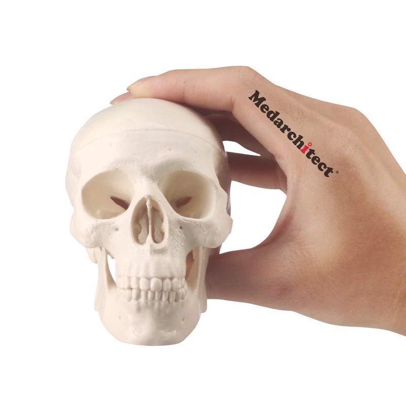 Medarchitect Mini Skull Model Small Size Human Anatomy Skull Model with Moving Jaw and Articulated Mandible for Drawing Cranium Medical Education, Decoration, Art Student Sketching - Image 1
