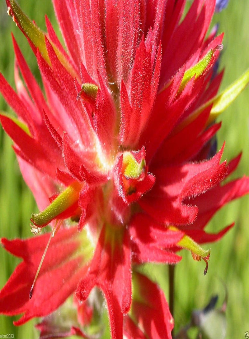 GGOOT Giant Red Indian Paintbrush Seeds,Castilleja Miniata,Deep red usual color