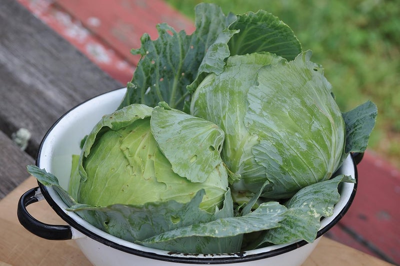 Burpee بذور كابوتشا تشارلستون ويكفيلد 200 بذور - Image 3