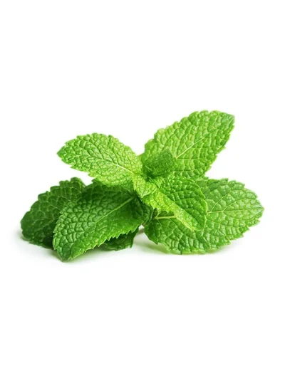 Click & Grow CLICK & GROW PEPPERMINT REFILL 3 PACK