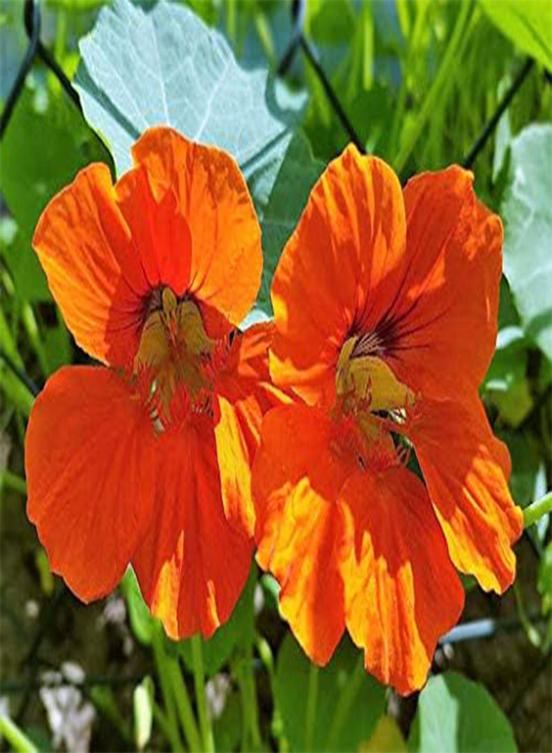 GGOOT seeds Fresh 100 pcs Hanging Nasturtium Flower Seed for Planting orange1