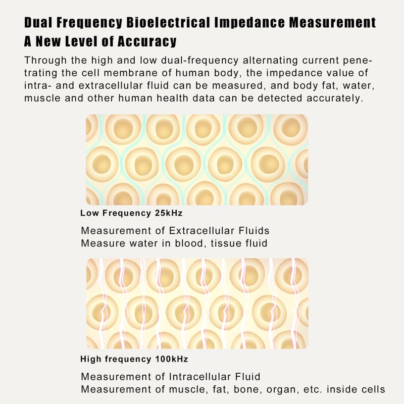Xiaomi Mijia Body Fat Scale Intelligent BMI Data Analysis Weighing 25-item Health Report APP Control BMI Data Analysis Smart Weight Scale BT connection - Image 3