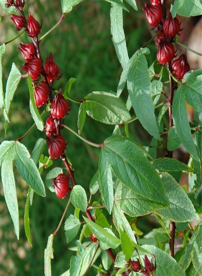 Palm Beach Medicinal Herbs Red Roselle Seeds (Hibiscus sabdariffa) 50 Seeds - Image 4