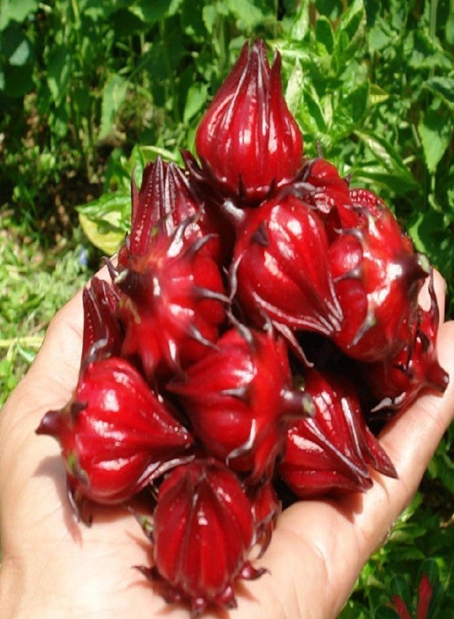Palm Beach Medicinal Herbs Red Roselle Seeds (Hibiscus sabdariffa) 50 Seeds - Image 5