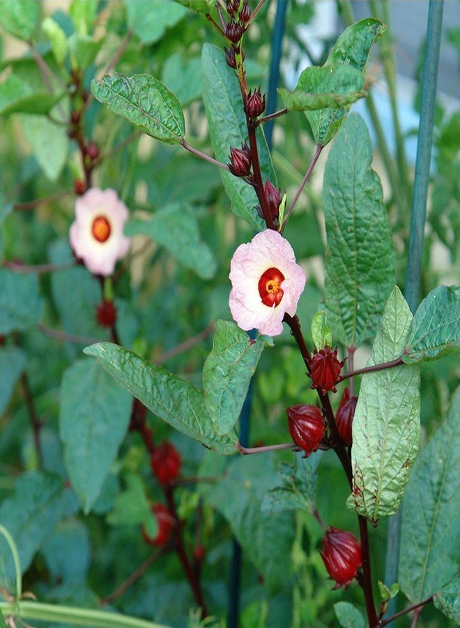 Palm Beach Medicinal Herbs Red Roselle Seeds (Hibiscus sabdariffa) 50 Seeds - Image 3