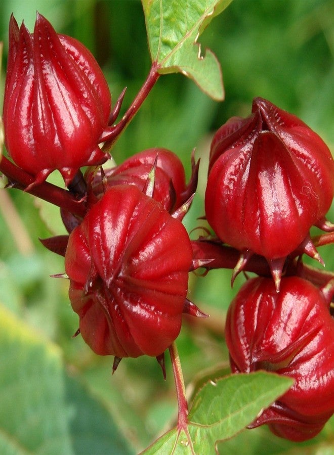 Palm Beach Medicinal Herbs Red Roselle Seeds (Hibiscus sabdariffa) 50 Seeds - Image 1
