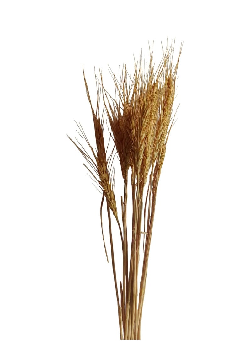 RUKDA RUKDA Dried Golden Wheat Sheaves Decoration Dried Flower Sheaves Stalks Dried Flower Dry Grass Bouquet for Wedding table centerpieces Decoration Home Decoration Office Decoration etc 10pcs 