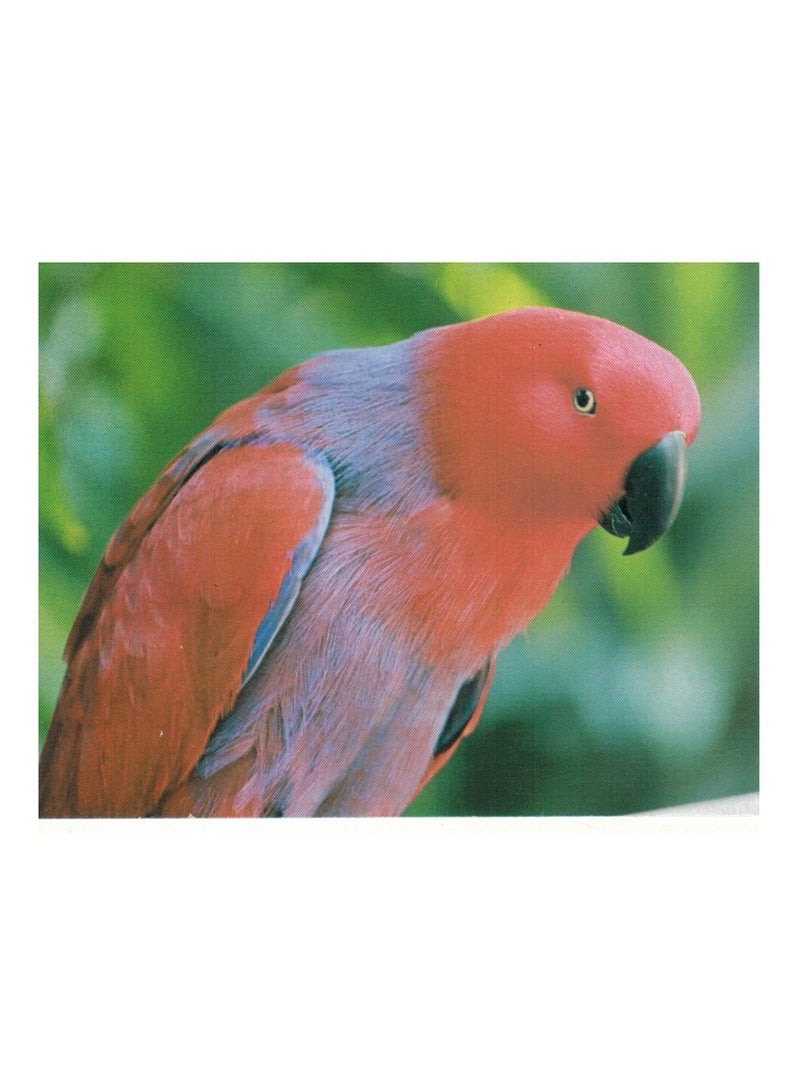 فلاش الكروت التعليمية الطيور - Image 3