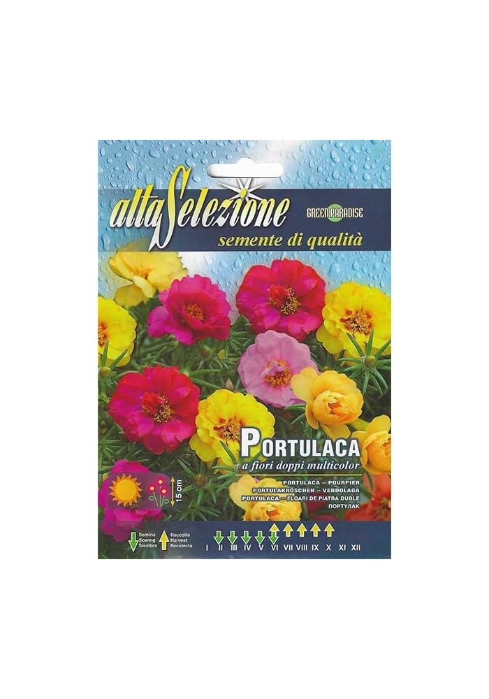 Alta Selezione Portulaca Double Flowered Multicolor Premium Quality Seeds - Image 2
