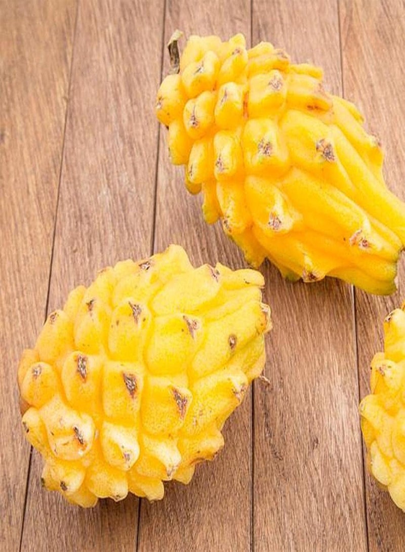 GGOOT 200pcs Rare Pitaya Seeds Yellow Peel Dragon Fruit Exotic Fruit Trees Can Both Harvested and Admired Become Charming Scenery in Home - Image 2