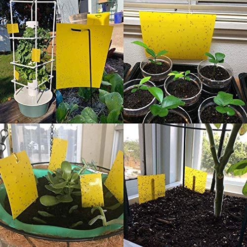 Kensizer 10-Pack Fruit Fly Trap, Yellow Sticky Gnat Trap Killer for Indoor/Outdoor Flying Plant Insect Like Fungus Gnat, Whiteflies, Aphids, Leaf Miners - 6x8 in, Twist Ties Included - Image 4