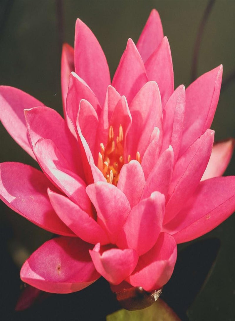GGOOT Water Wild Pink Lotus (Nelumbo nucifera) Seeds (10)  - Image 4