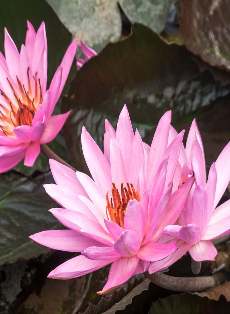 GGOOT Water Wild Pink Lotus (Nelumbo nucifera) Seeds (10)  - Image 2