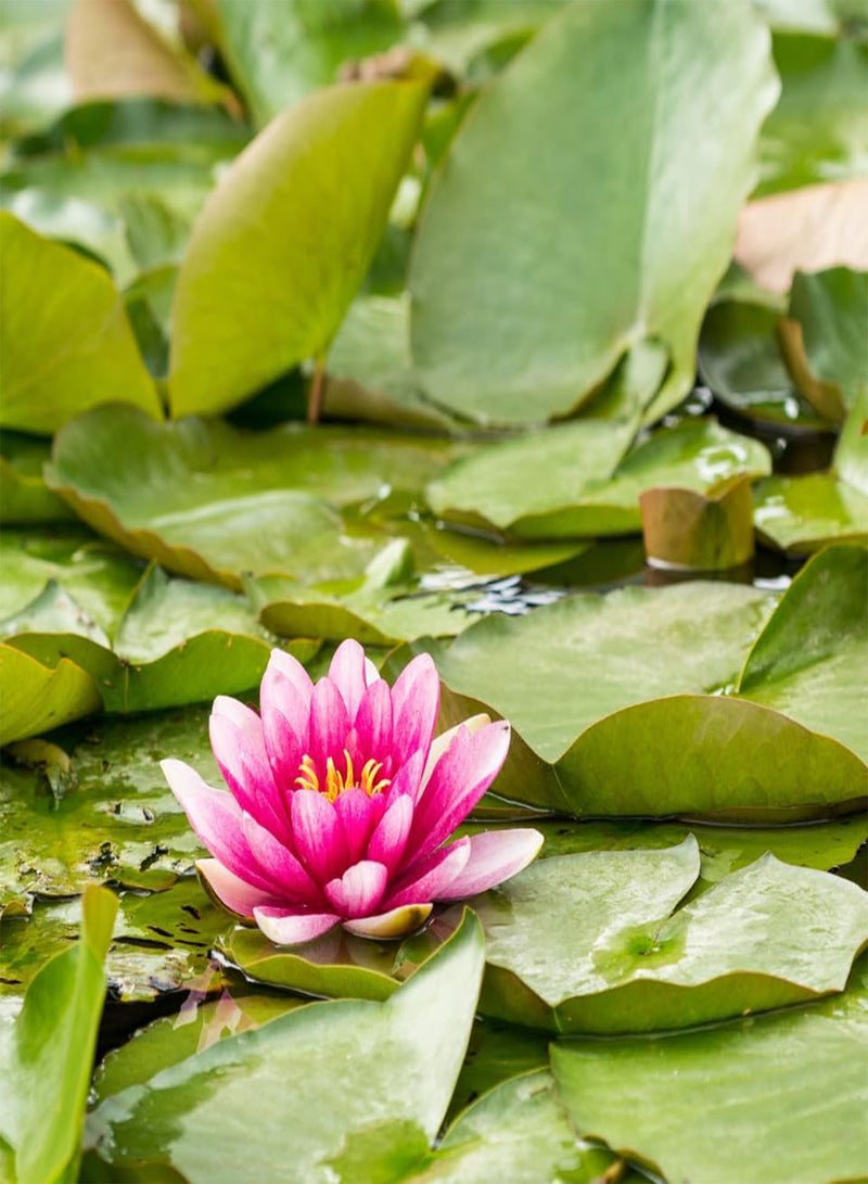 GGOOT Water Wild Pink Lotus (Nelumbo nucifera) Seeds (10)  - Image 5