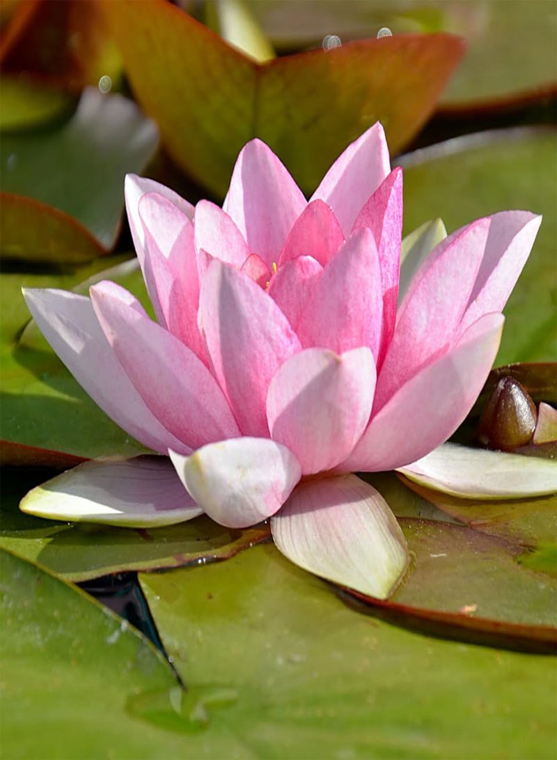 GGOOT Water Wild Pink Lotus (Nelumbo nucifera) Seeds (10)  - Image 1
