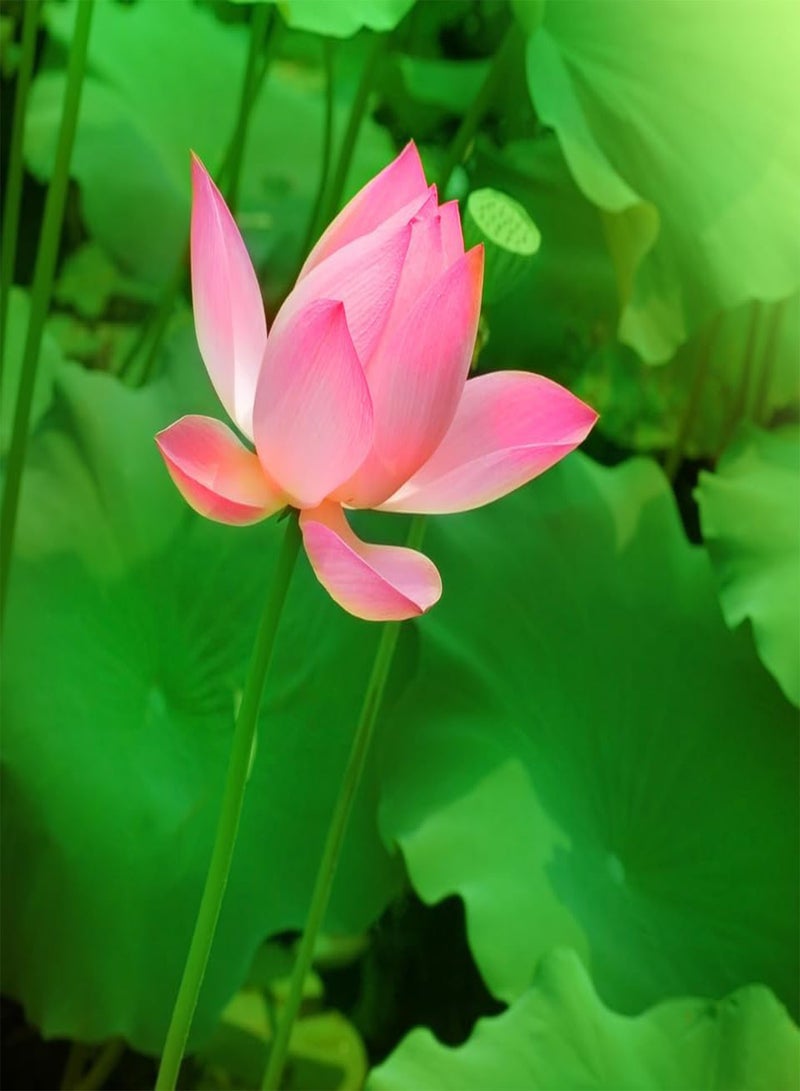 GGOOT Water Wild Pink Lotus (Nelumbo nucifera) Seeds (10)  - Image 3