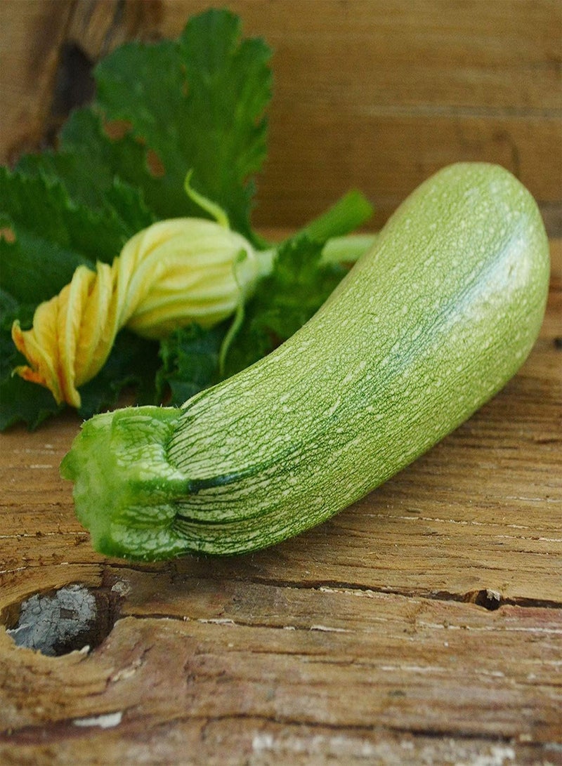 GGOOT Grey Zucchini Seeds - 20+ Count Packet - for 2024 Mexican Gray Summer Squash Kousa Calabacita Courgette Marrow Harakun New - Image 3