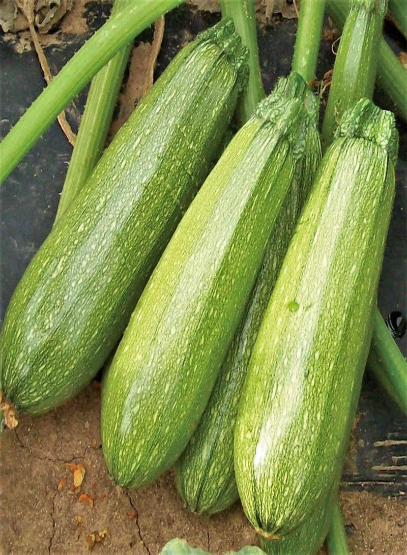 GGOOT Grey Zucchini Seeds - 20+ Count Packet - for 2024 Mexican Gray Summer Squash Kousa Calabacita Courgette Marrow Harakun New - Image 1