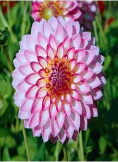 Long Flowering Period/Can be Planted All Year Round/Dahlia Seeds/Perennial Plants/Extraordinary flowers-65 PCS,b