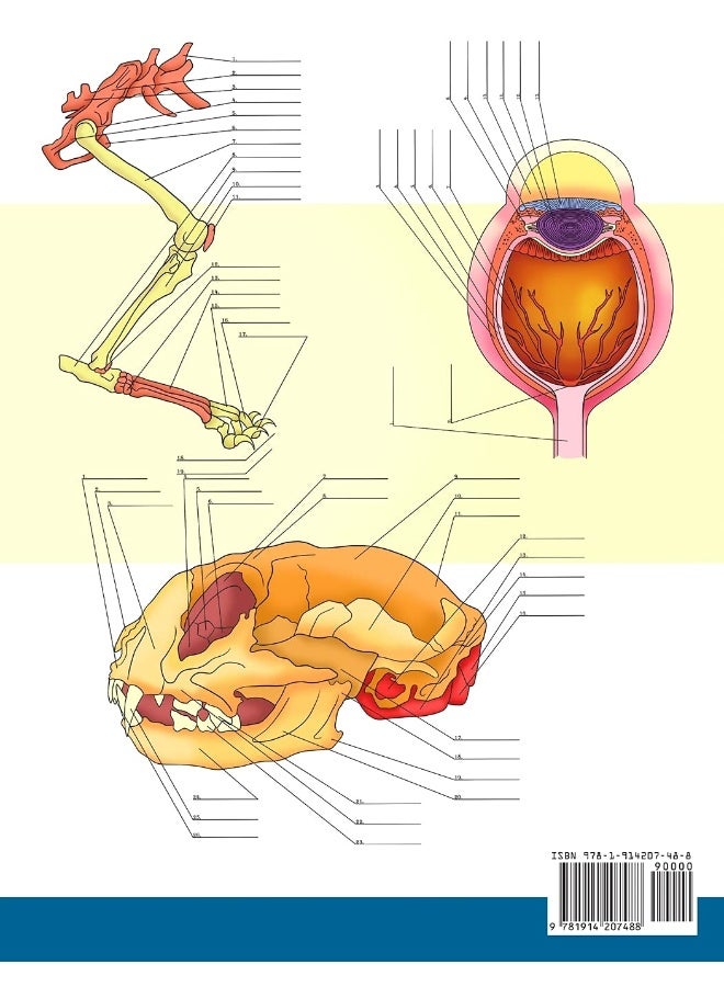 Cat Anatomy Coloring Book: Incredibly Detailed Self-Test Feline Anatomy Color workbook | Perfect Gift for Veterinary Students, Cat Lovers & Adults - Image 2