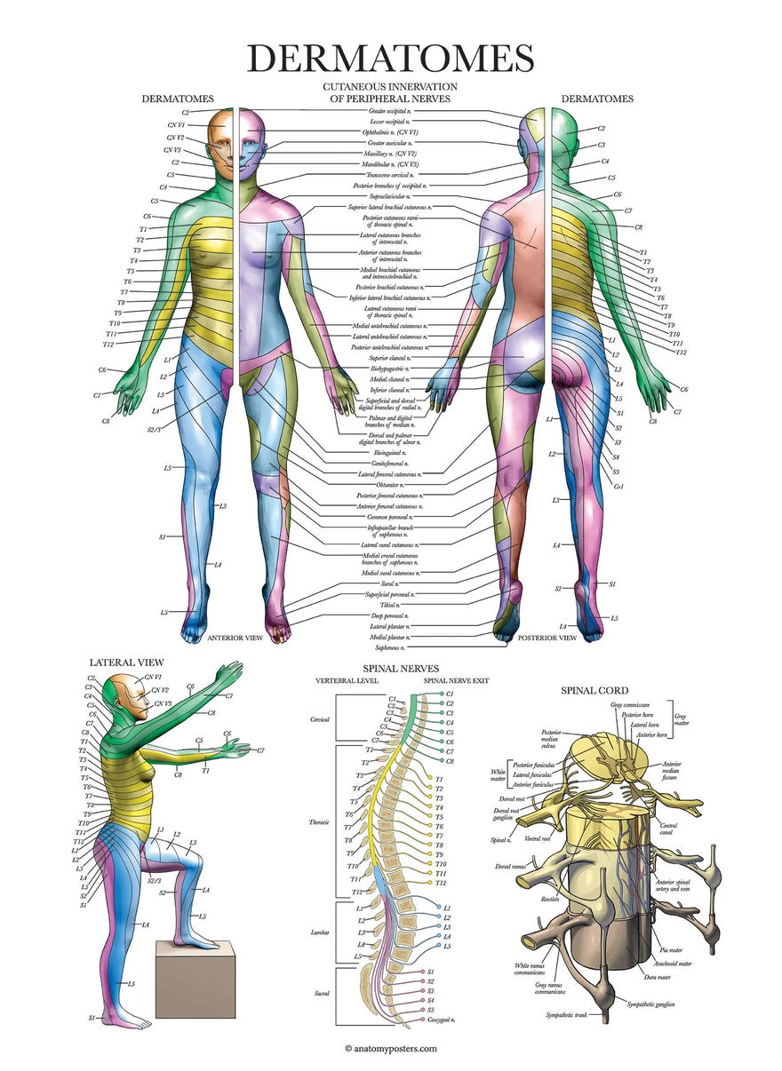Palace Learning Palace Learning Dermatomes  Nervous System Anatomical Chart  Dermatomes Anatomy Poster 